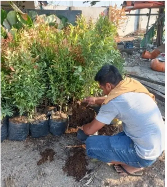 planting