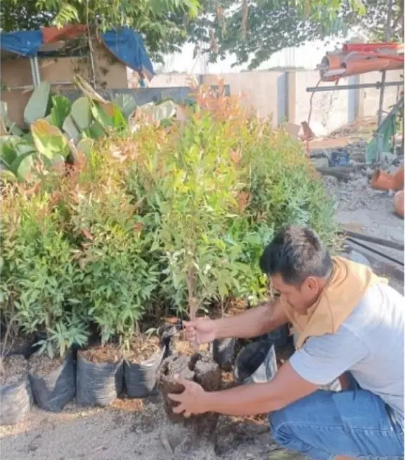 planting